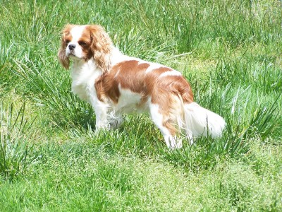 Boucle d'or Des plaines de la varenne