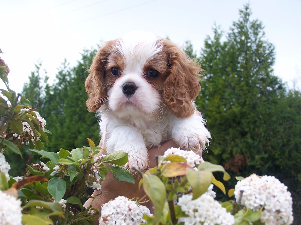 Des plaines de la varenne - Cavalier King Charles Spaniel - Portée née le 05/02/2017