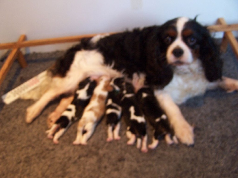 Des plaines de la varenne - Cavalier King Charles Spaniel - Portée née le 20/06/2016