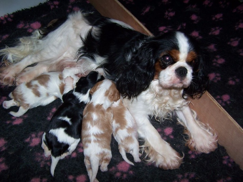 Des plaines de la varenne - Cavalier King Charles Spaniel - Portée née le 30/01/2017