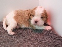 CHIOT