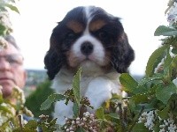 NOISETTE