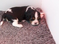 CHIOT