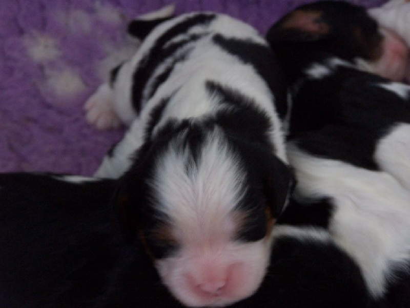 Des plaines de la varenne - Cavalier King Charles Spaniel - Portée née le 16/04/2015