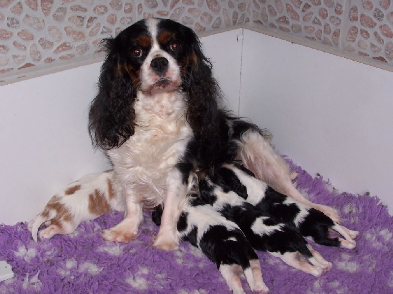 Des plaines de la varenne - Cavalier King Charles Spaniel - Portée née le 06/11/2015