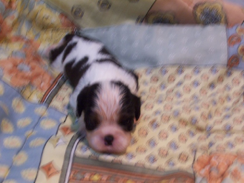 Des plaines de la varenne - Cavalier King Charles Spaniel - Portée née le 15/01/2016